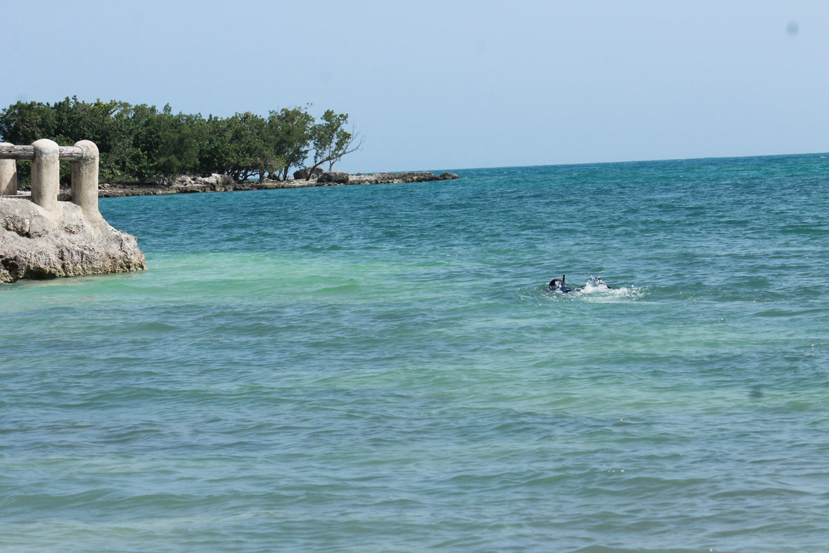 SEA VEGETATION