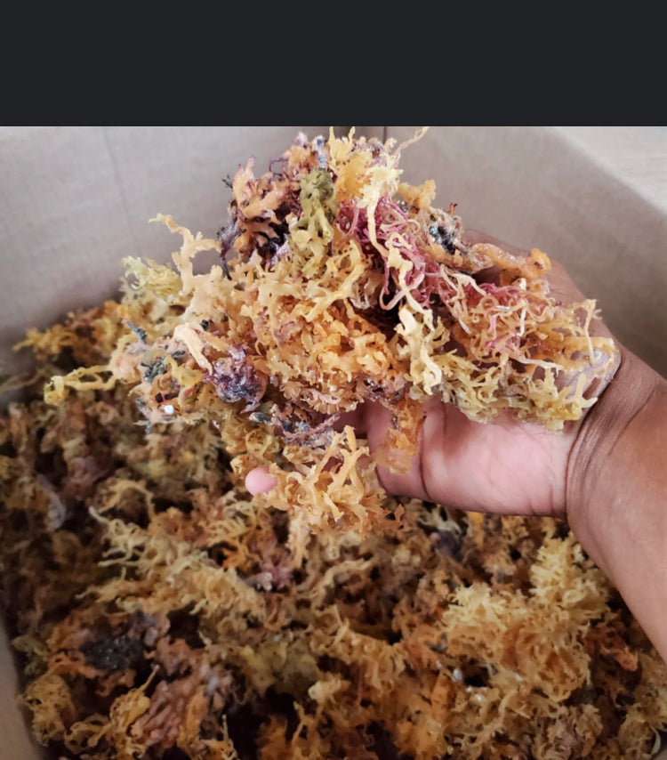 WHOLESALE DRY SEA MOSS