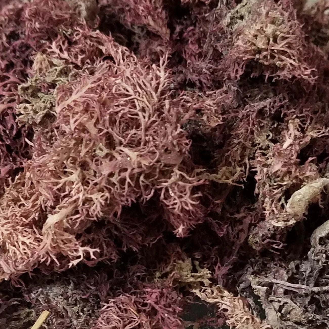 Sun & Moon Dried Purple Jamaican Sea Moss
